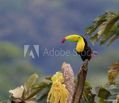 Bild på Small Space But SpecialA beautiful Keel-billed Toucan in a tree near our home in rural Costa Rica  Photographed live in the jungle Cloud Forest